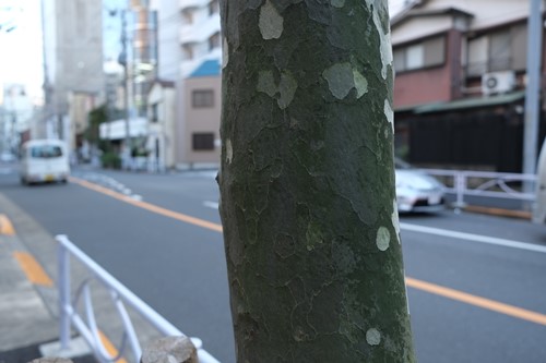 下町探検