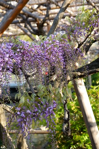 下町探検