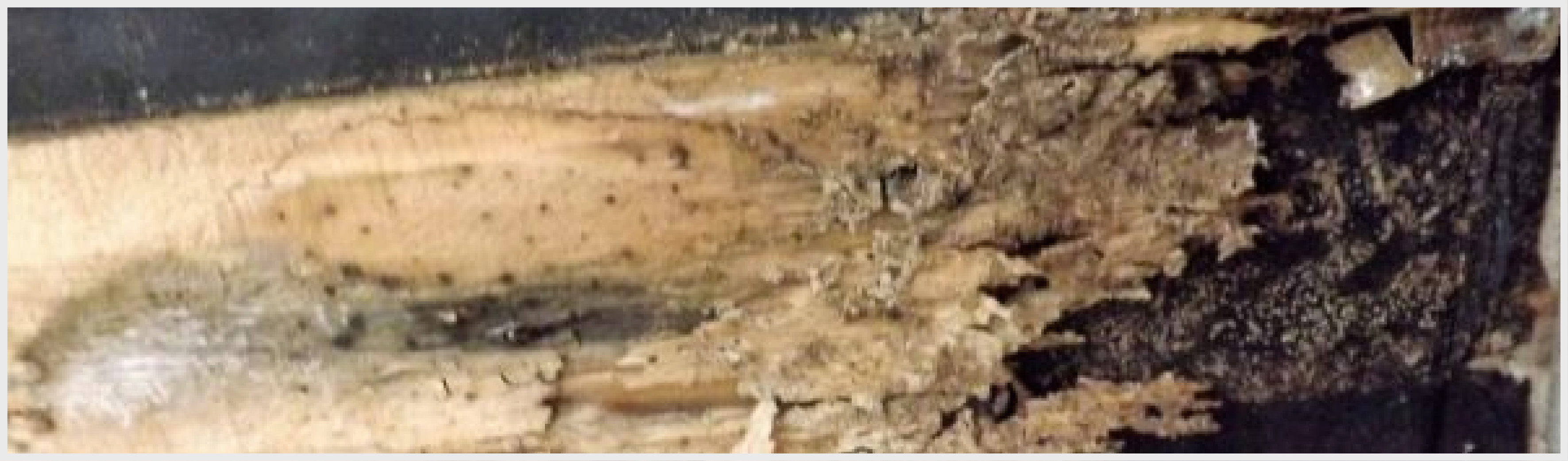シロアリに浸食された木材